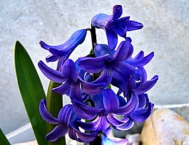 风信子,春天,蓝色