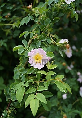 春天,花卉,拖放
