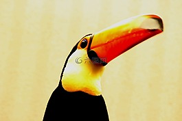熱帶鳥,圣路易斯,動物園