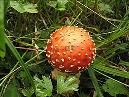 鵝膏菌,蘑菇,森林