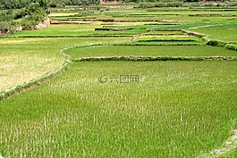 水稻,原野,人工林