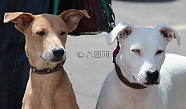 狗,hundeportrait,在皮带上