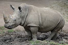 犀牛,動(dòng)物園,自然公園