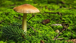 蘑菇,森林,秋季