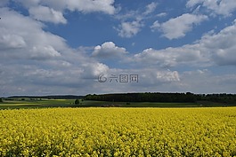 油菜,性質(zhì),黃色