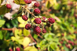 山莓,漿果,水果