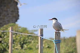 鸟,北极燕鸥,法恩群岛