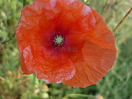 klatschmohn,朵紅色的花,字段邊緣