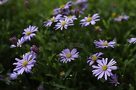 鮮花,紫,招標