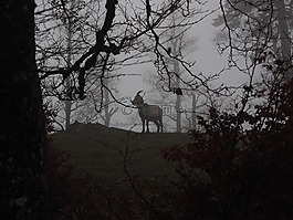 高山 ibex,摩羯座,动物
