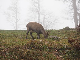 高山 ibex,摩羯座,动物
