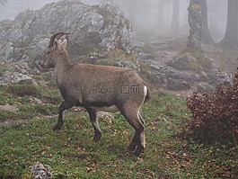 高山 ibex,摩羯座,动物