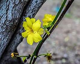 花,黃色,黃色的花