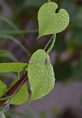 葉子,雨滴,濕的植物