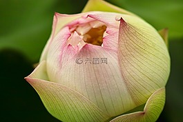 蓮花,開花,植物