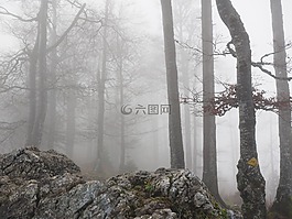 森林,圖書,有霧