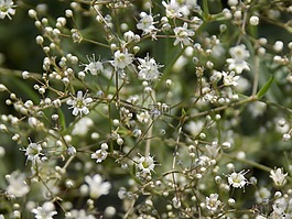 白色的花,夏季,宏