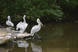 鵜,鳥,動物