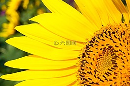 向日葵,黃色,漂亮