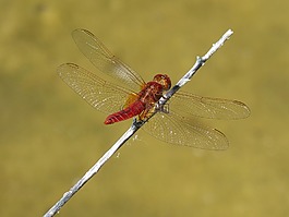 紅蜻蜓,池塘,分支機構(gòu)