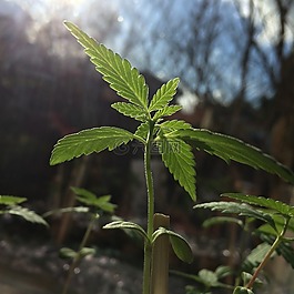 大麻,幼苗,葉子