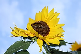 太陽花,天空,黃色
