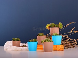 星星,花盆,植物