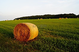 稻草,字段,草甸