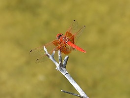 紅蜻蜓,池塘,分支機構(gòu)