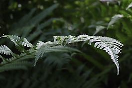 蕨類,蕨葉,綠色