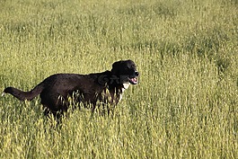 動物,狗,寵物