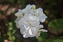 花,白色的花,geraneo