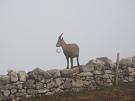 高山 ibex,摩羯座,动物