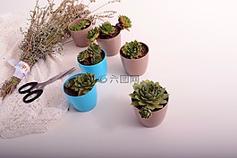 星星,花盆,植物