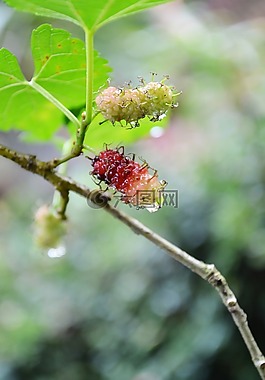 kamblimas,漿果,自然