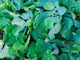 美麗,水,自然