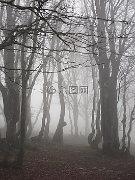 櫸木,霧,森林
