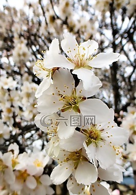 花,分支機構,樹