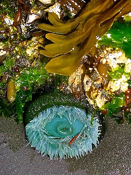 海葵,潮水池,海藻