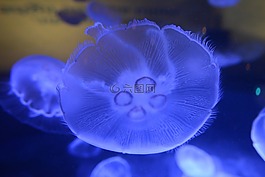 海蜇,魚,海洋