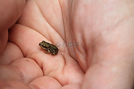 青蛙,樹蛙,小
