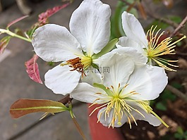 花,巴赫,明天
