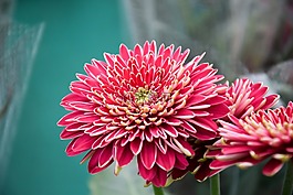 花,菊花,特寫