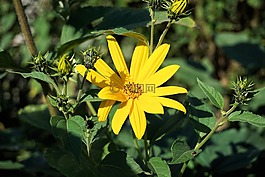 花,黃色,廠