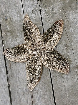海星,魚(yú),明星