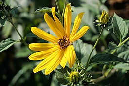 花,黃色,廠