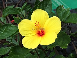 花,黃色,花園