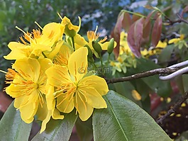 花,明天,金