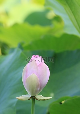 蓮花,芽,鮮花