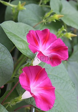 牽牛花,葡萄樹,鮮花